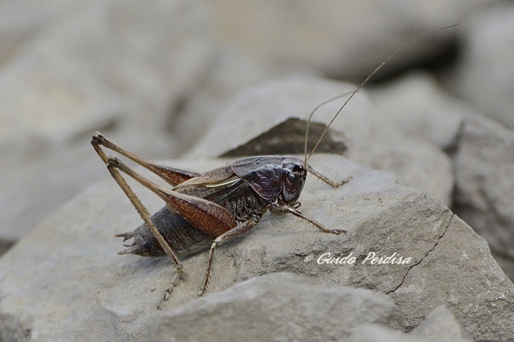 AIUTO ID ORTHOPTERA 02